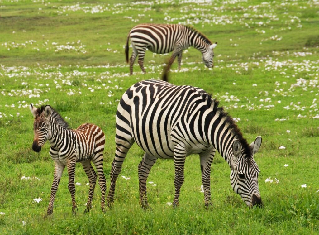 A serene scene of zebras grazing in a lush, green grassland teeming with wildflowers.