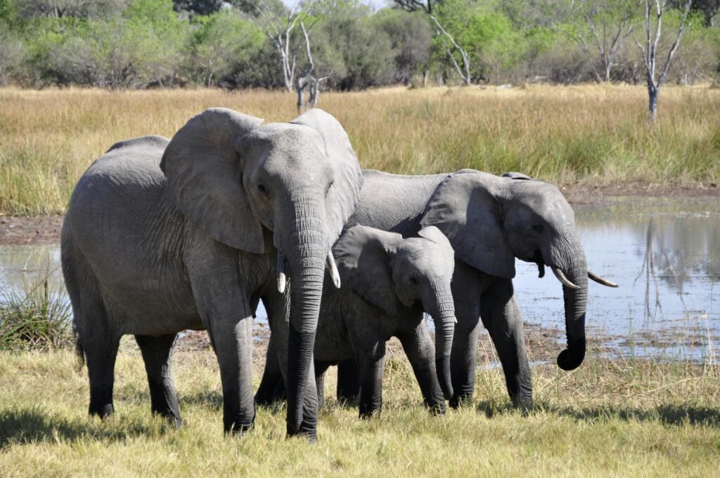 A family of African elephants standing by a waterhole in the savanna.