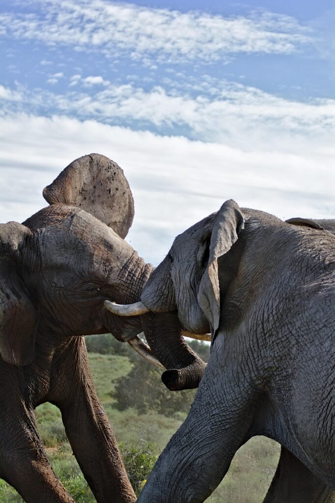 elephant, fighting, south africa, safari, animal, wild, nature, elephants, wildlife, closeup, wilderness, rivals, elephant, elephant, elephant, elephant, elephant, fighting, south africa, south africa, elephants, elephants