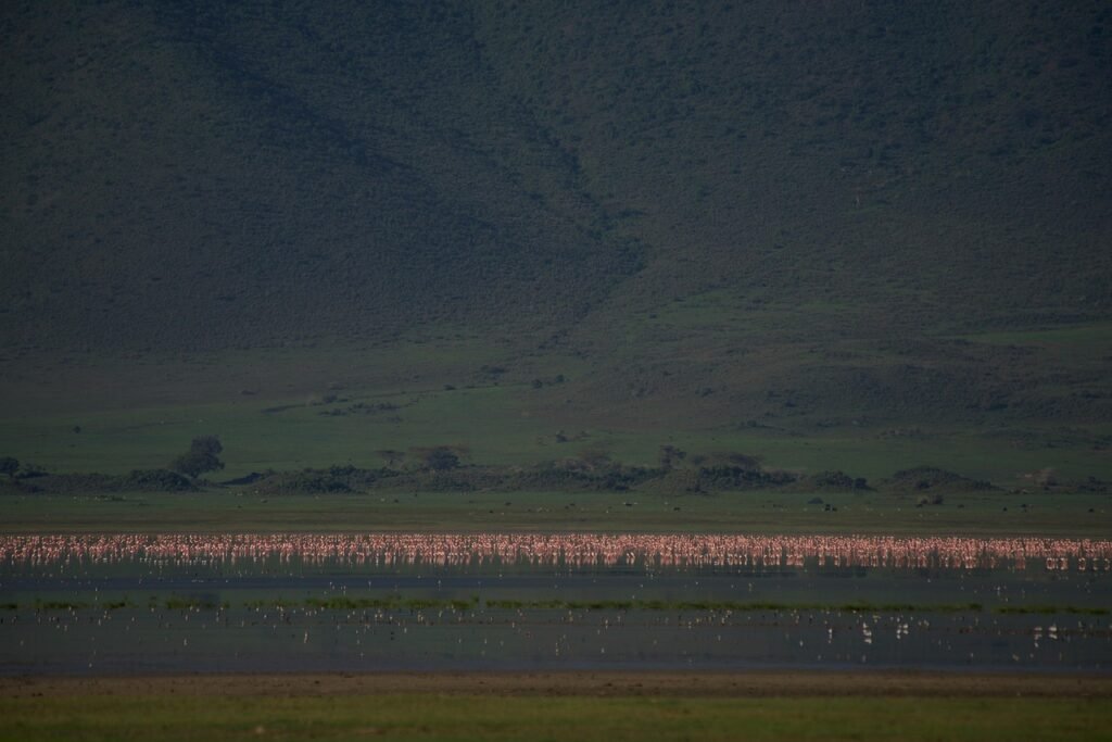 flamingos, nature, ngorongoro crater, birds, wilderness, africa, wildlife, landscape, tanzania, ngorongoro, ngorongoro crater, ngorongoro crater, ngorongoro crater, ngorongoro, ngorongoro, ngorongoro, ngorongoro, ngorongoro