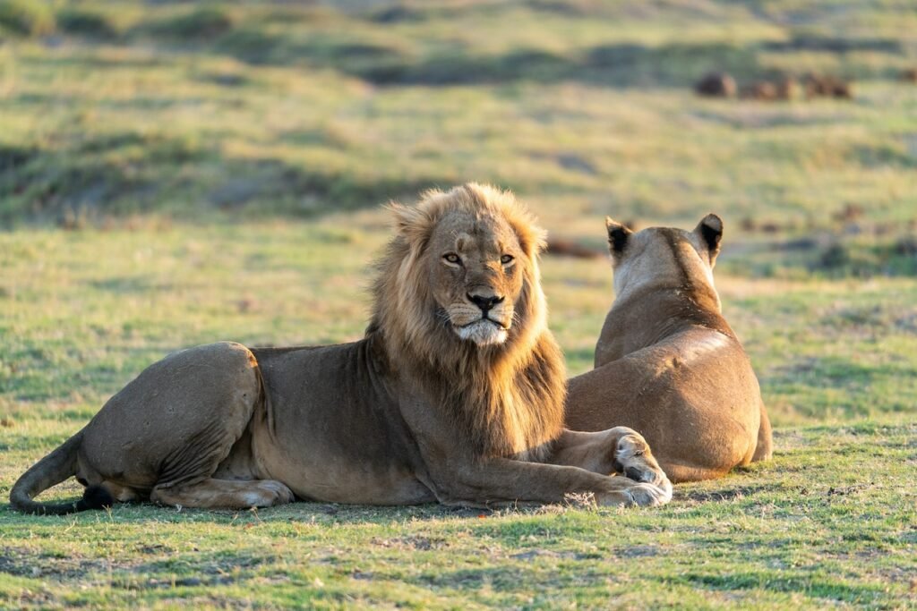 lion, lioness, mane, carnivores, couple, predators, animals, safari, nature, africa, big cat, botswana, wilderness, wildlife, wildlife photography, animal world, lion, lion, lion, lion, lion
