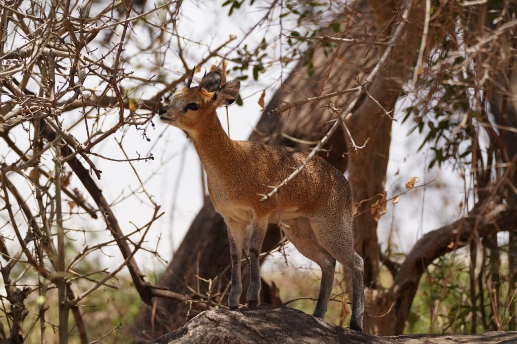 dikdik, tanzania, animal, wildlife, safari, africa, madoqua