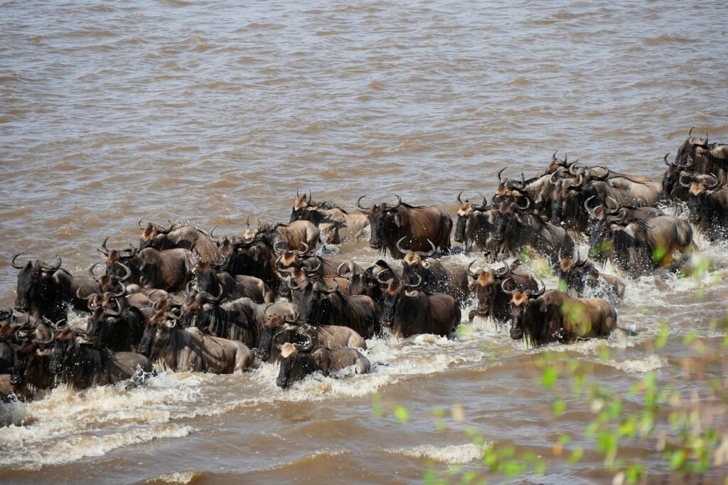 mara river, wildebeest, crossing, migration, tanzania, serengeti, animals, nature, mara river, wildebeest, wildebeest, wildebeest, wildebeest, wildebeest, migration, serengeti, serengeti, serengeti