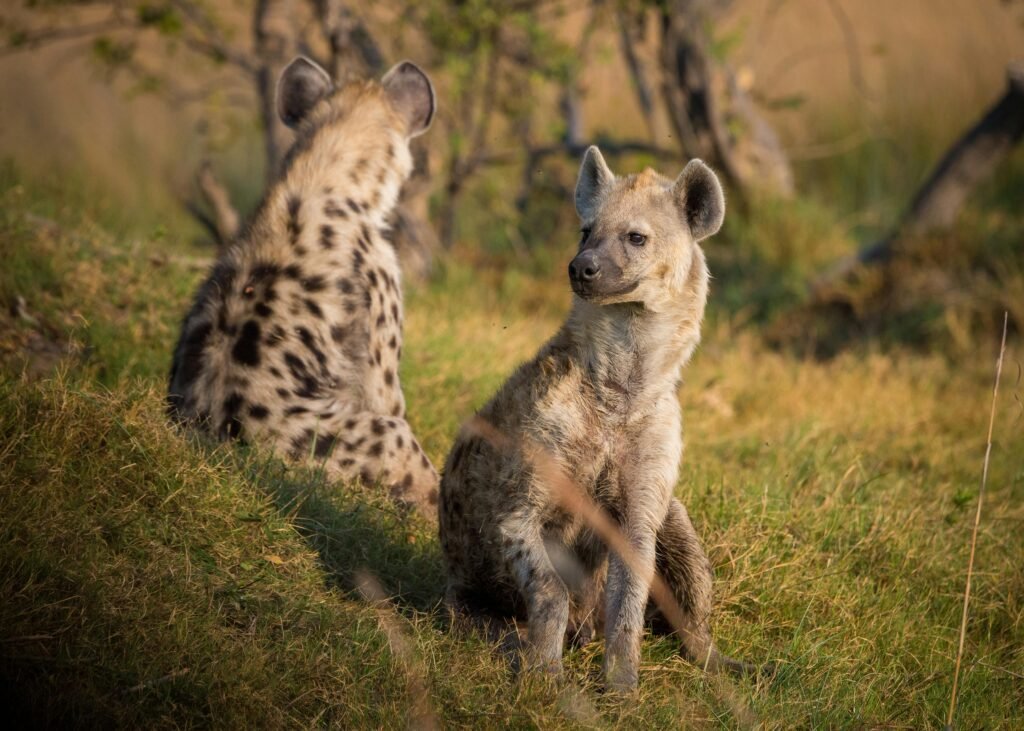 Spotted hyenas (Crocuta crocuta) sitting on the grassy savanna, showcasing wildlife behavior.
