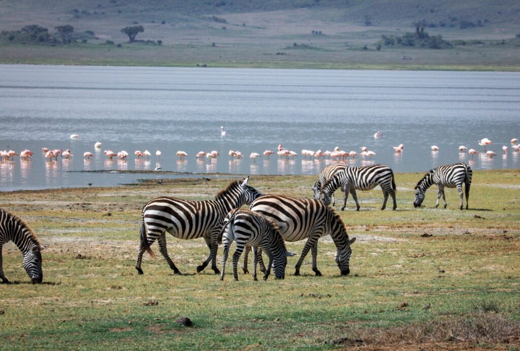 A herd of zebras grazes by Lake Manyara with flamingos in the background.