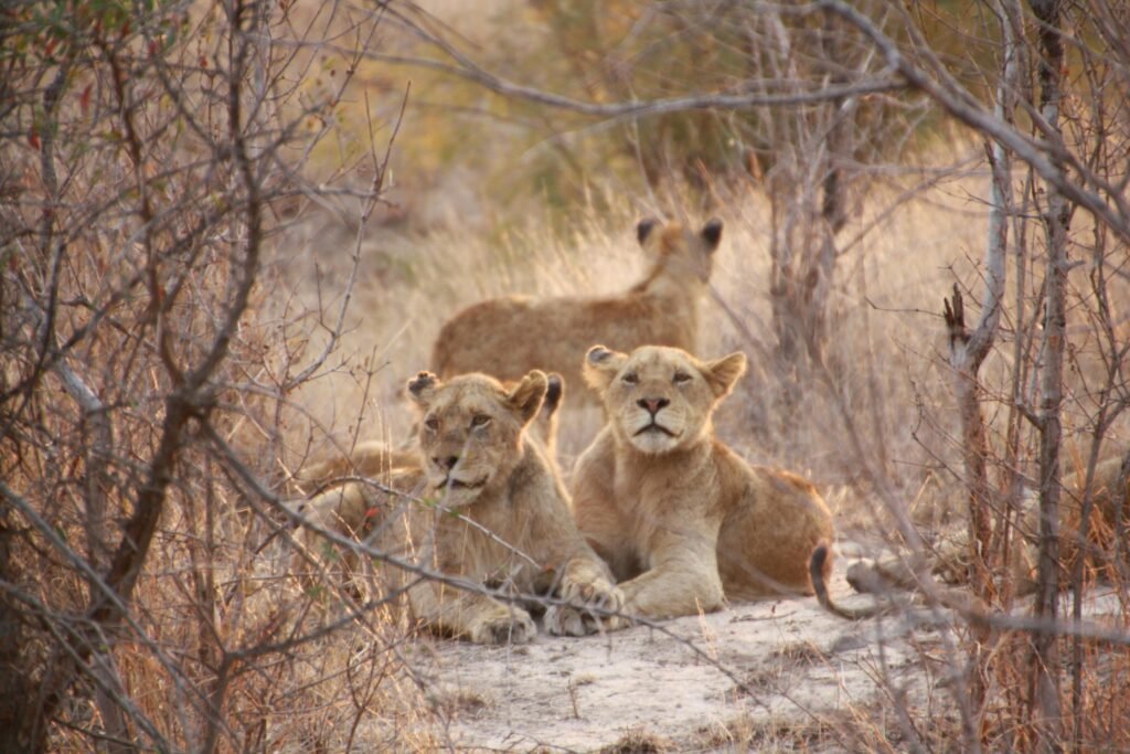 Three lions resting in a dry savannah, perfectly capturing wild nature.