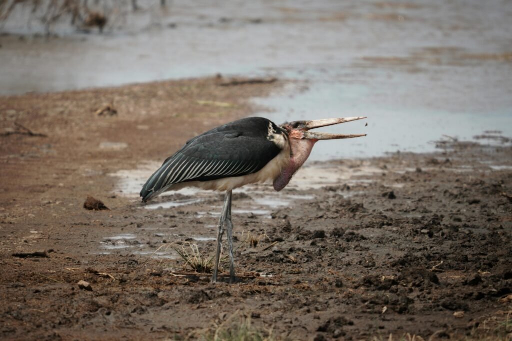 A Marabou Stork stands in a muddy area near Lake Manyara in Tanzania, showcasing its natural habitat.