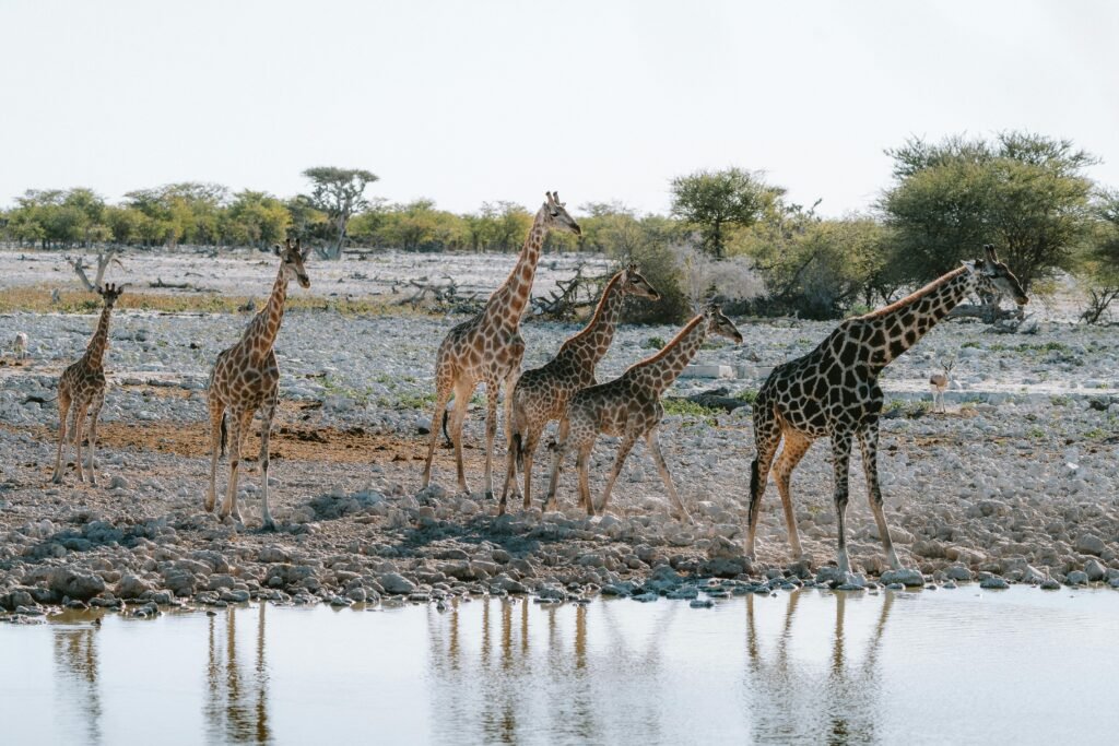 A group of giraffes gracefully gathering at a watering hole in Okaukuejo, Namibia.