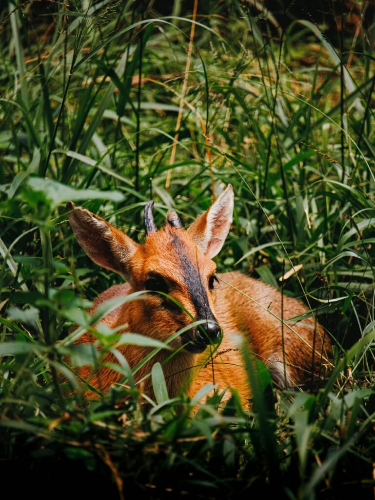 Vibrant close-up of a dik-dik nestled in grass in Nairobi, Kenya, showcasing African wildlife.