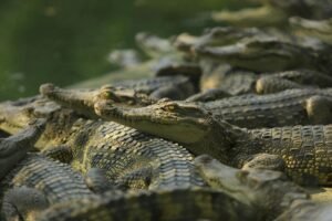 Group of crocodiles resting on a riverbank, showcasing their textured skin and natural behavior in sunlight.