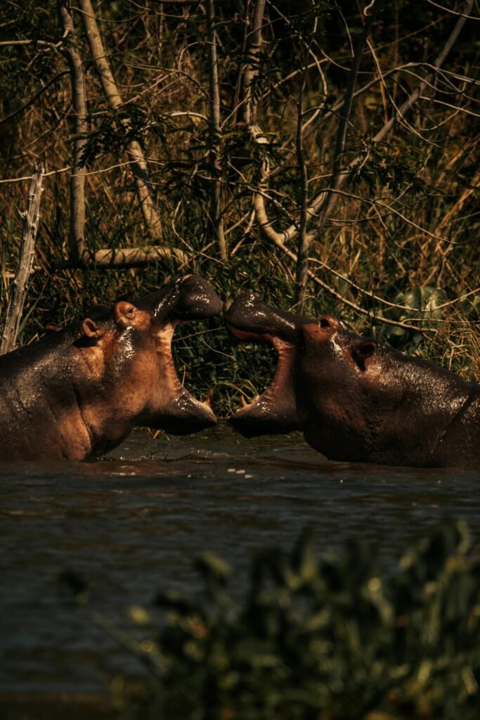 Two hippos sparring in a lush natural setting, showcasing wildlife behavior.