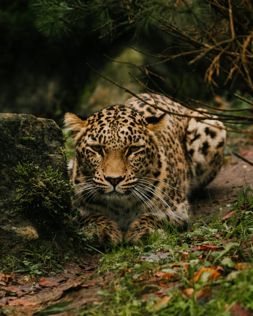 A solitary Amur leopard rests among foliage in a tranquil forest setting.