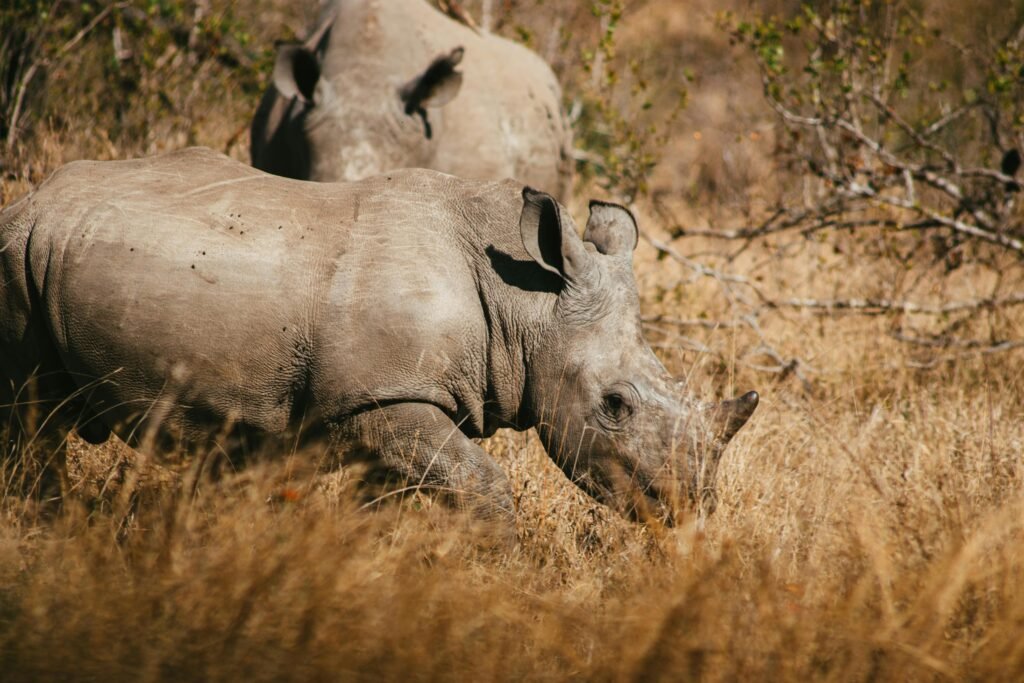 Close-up of rhinos grazing in South Africa's Kruger National Park, showcasing wildlife in its natural habitat.