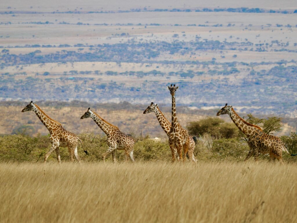 Group of giraffes strolling through the Serengeti savanna in Tanzania under a vast sky.