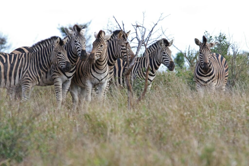 A group of zebras grazing in Kruger National Park, showcasing their distinctive black and white stripes.