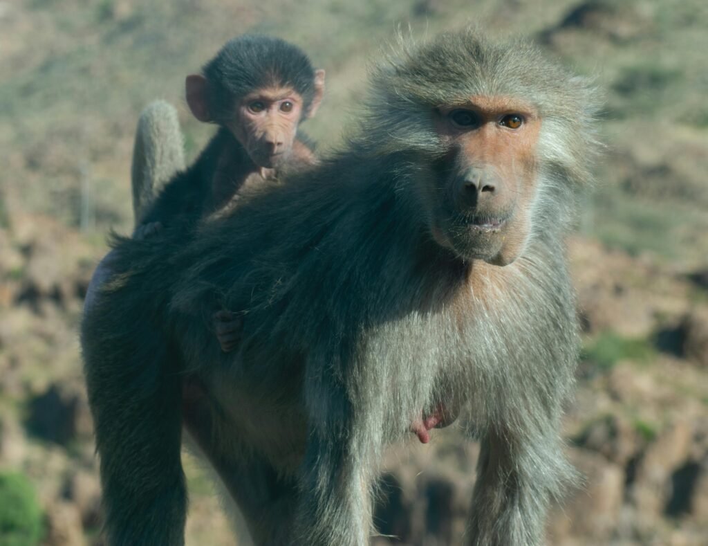 A Hamadryas baboon carrying its baby on its back in the wilds of Saudi Arabia.