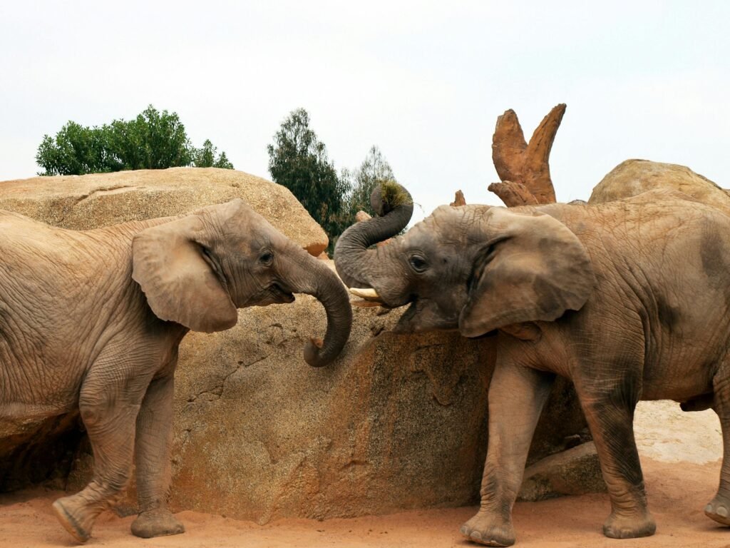 Two African elephants engaging with their trunks against a rocky backdrop in a safari setting.