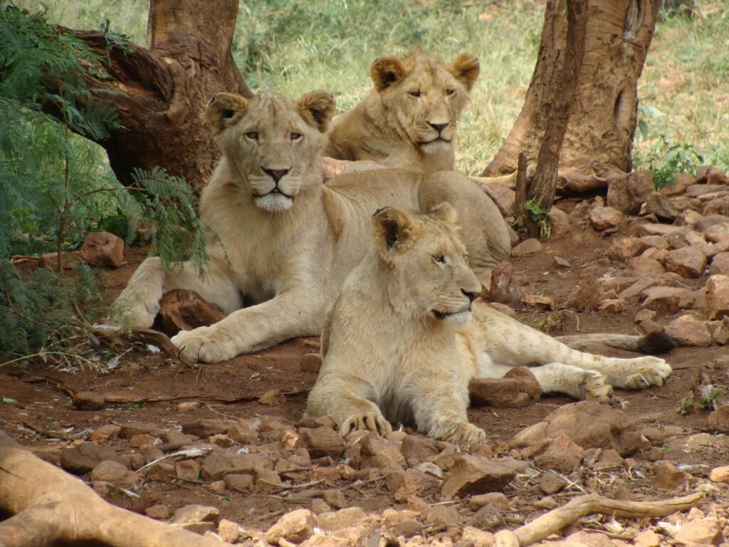 Three lions resting in their natural habitat in Bo-Karoo, South Africa.