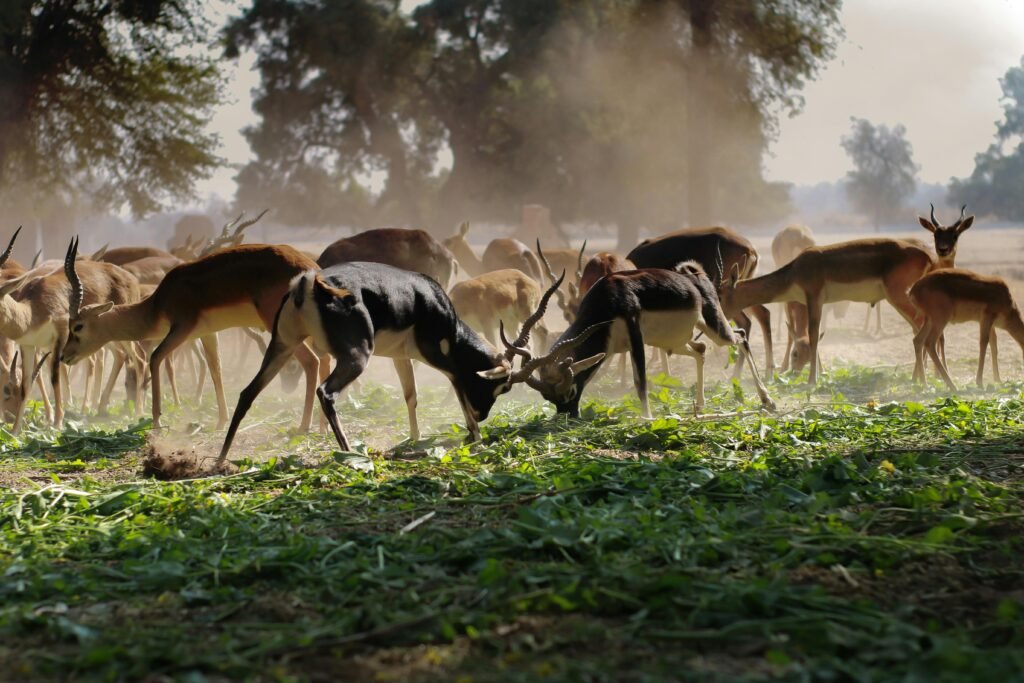 A herd of antelopes grazing in a sunlit, rural field, with two bucks sparring.