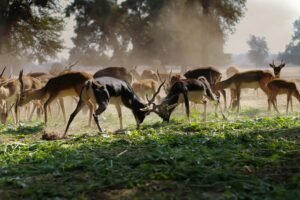 A herd of antelopes grazing in a sunlit, rural field, with two bucks sparring.