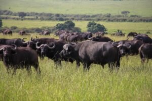 cape buffaloes, animals, safari, water buffaloes, mammals, wild animals, wildlife, fauna, wilderness, nature, africa
