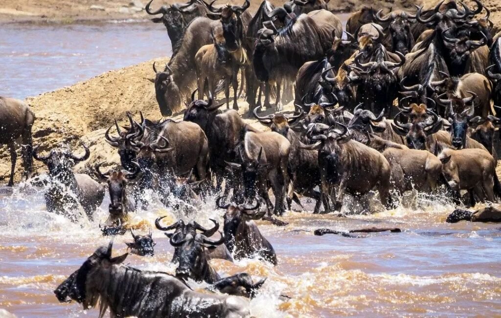 Wildebest migration guidelines