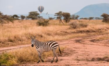 A zebra in the African savanna with a hot air balloon in the background, capturing the essence of safari adventure.
