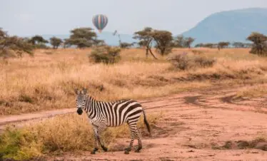 A zebra in the African savanna with a hot air balloon in the background, capturing the essence of safari adventure.
