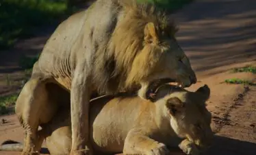 lions, lion mating, wilderness, nature, wildlife, tarangire national park, lion mating, lion mating, lion mating, lion mating, lion mating
