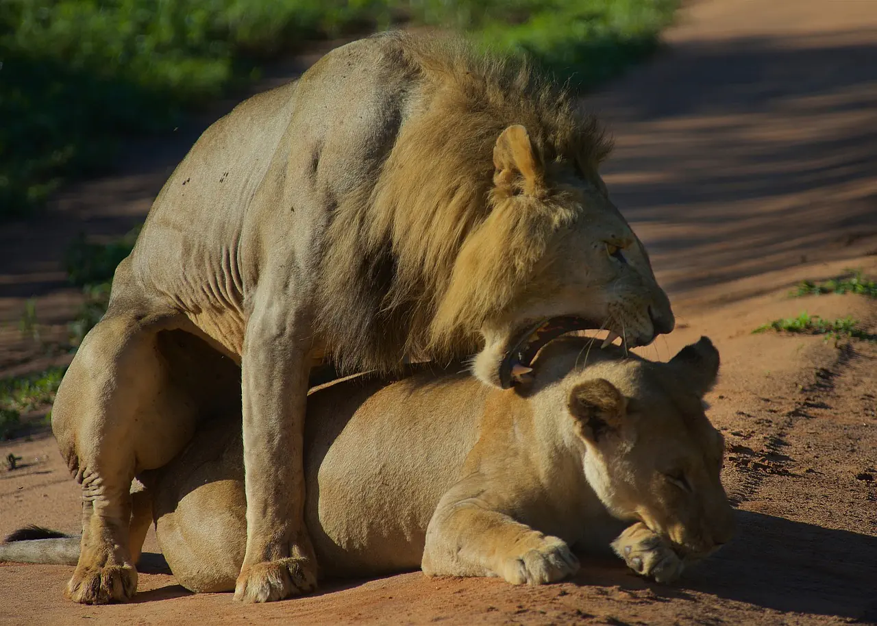lions, lion mating, wilderness, nature, wildlife, tarangire national park, lion mating, lion mating, lion mating, lion mating, lion mating