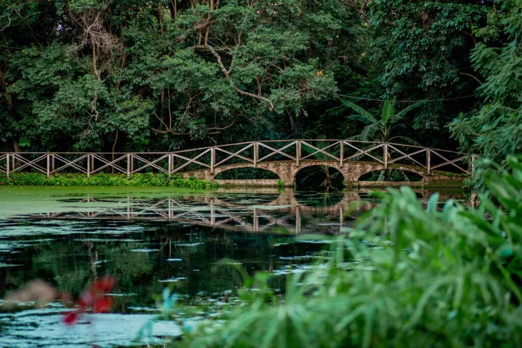 Serene wooden footbridge over a tranquil pond in Arusha, Tanzania.
