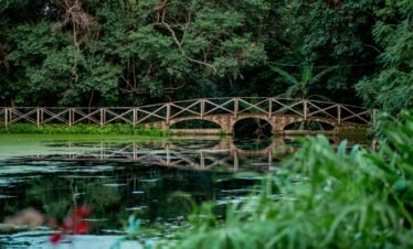 Serene wooden footbridge over a tranquil pond in Arusha, Tanzania.