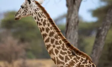 Majestic giraffe stands in the Tanzanian savanna with blurred trees in the background.