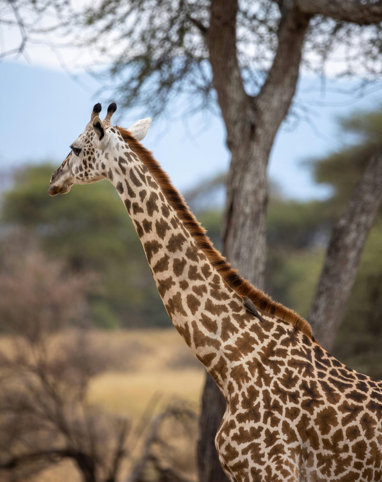 Majestic giraffe stands in the Tanzanian savanna with blurred trees in the background.