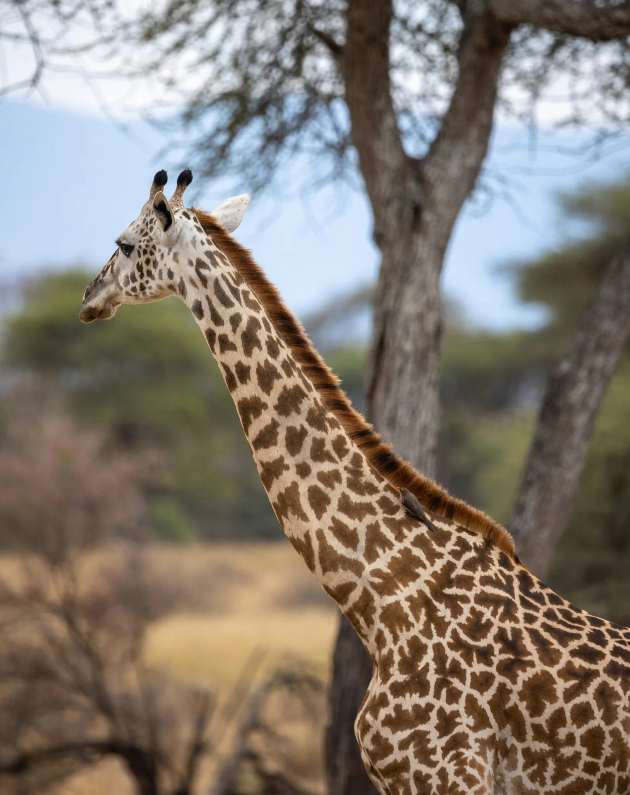 Majestic giraffe stands in the Tanzanian savanna with blurred trees in the background.