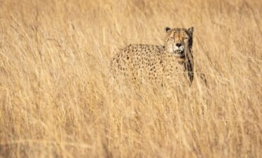 Cheetah blending into tall grass, showcasing natural camouflage in South African savanna.