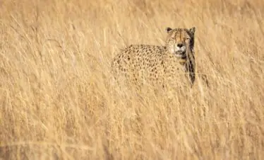 Cheetah blending into tall grass, showcasing natural camouflage in South African savanna.