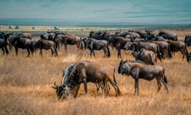 A large herd of wildebeest grazing in the vast savannah of Arusha, Tanzania.