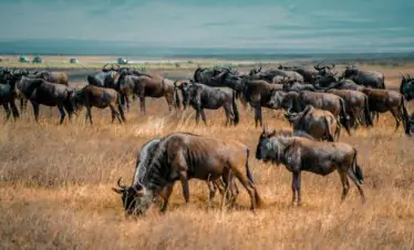 A large herd of wildebeest grazing in the vast savannah of Arusha, Tanzania.