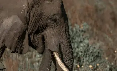 Close-up of an African elephant in its natural habitat, Arusha Region, Tanzania.