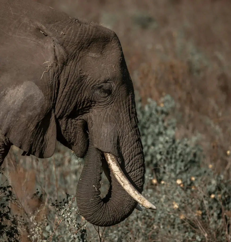 Close-up of an African elephant in its natural habitat, Arusha Region, Tanzania.