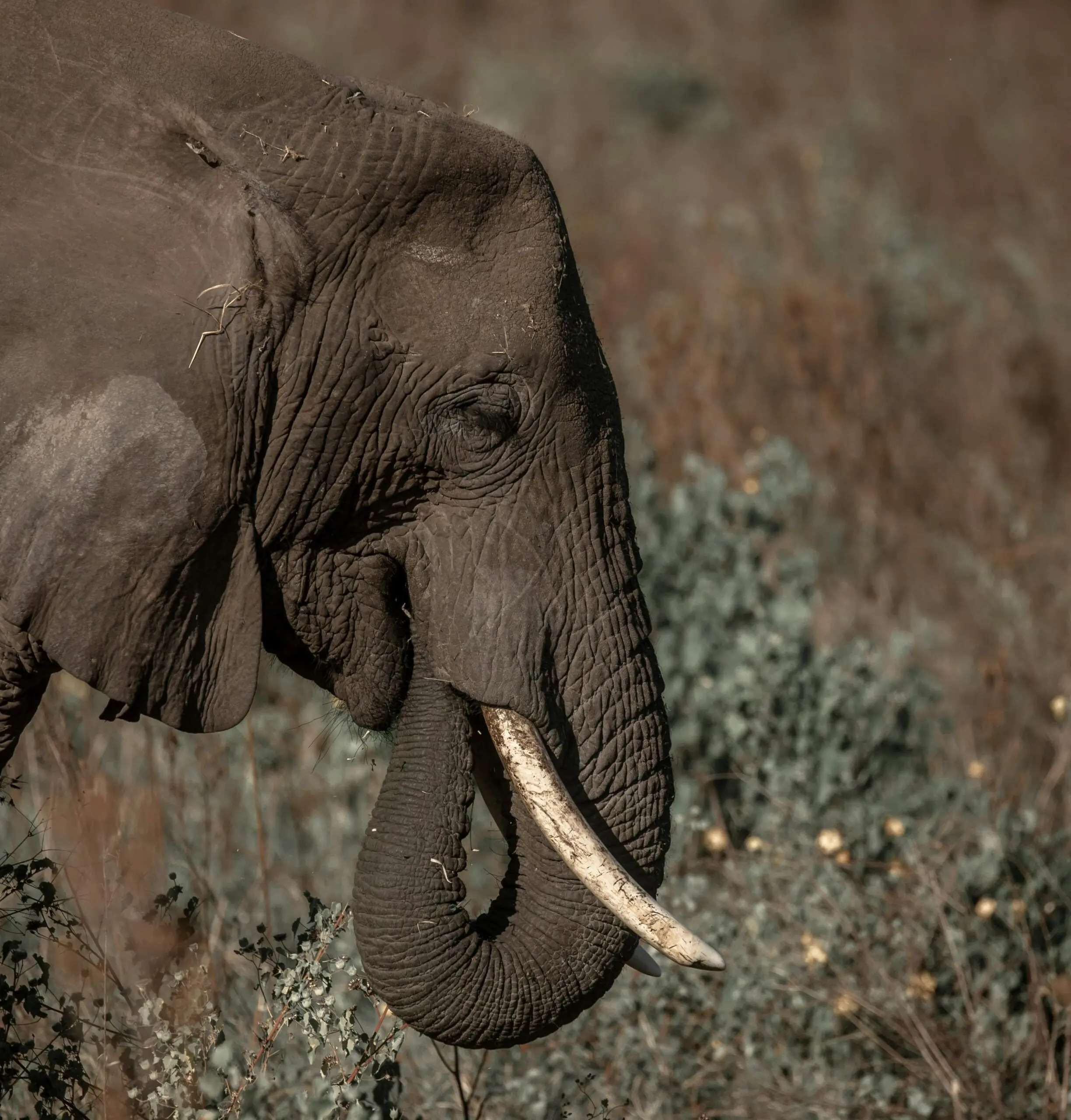 Close-up of an African elephant in its natural habitat, Arusha Region, Tanzania.