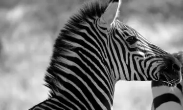 Close-up black and white portrait of a zebra in its natural habitat, highlighting its iconic stripes.