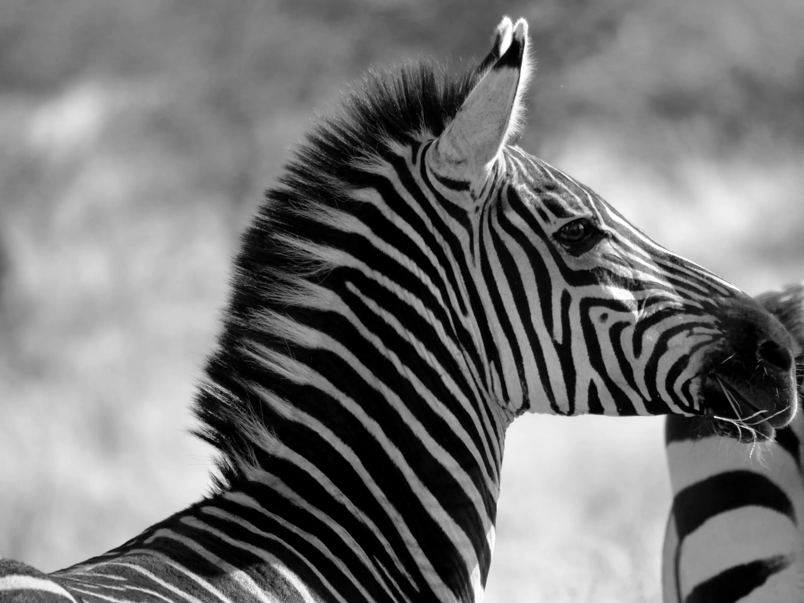 Close-up black and white portrait of a zebra in its natural habitat, highlighting its iconic stripes.